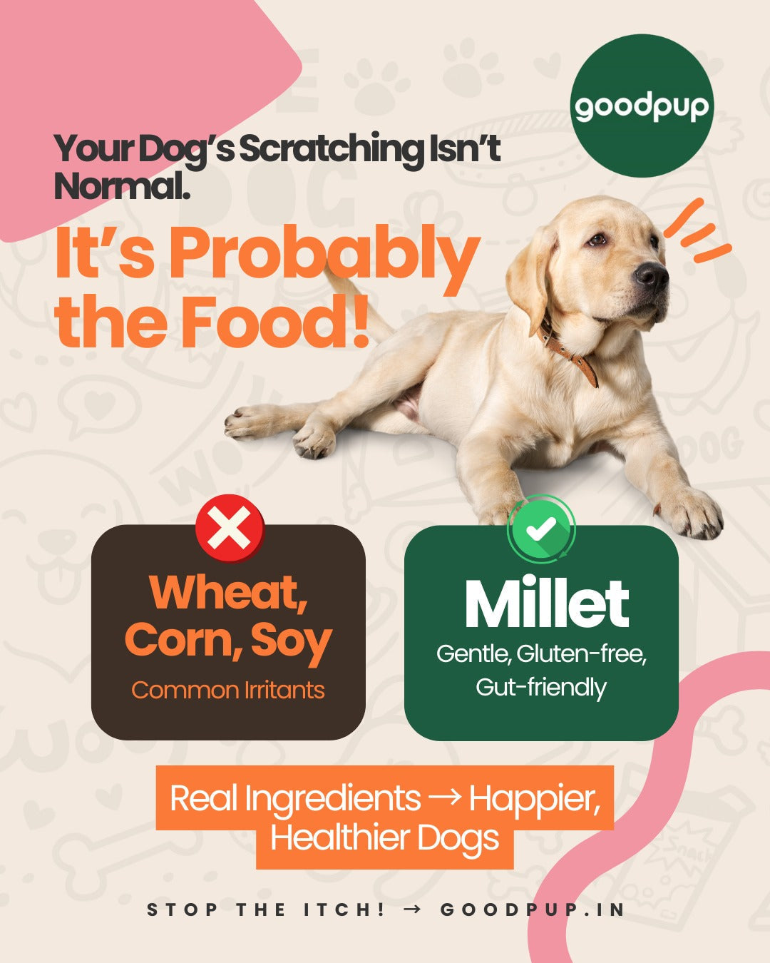 Infographic showing a dog scratching with text explaining that wheat, corn and soy can cause irritation and millet is a gentle, gut-friendly alternative.