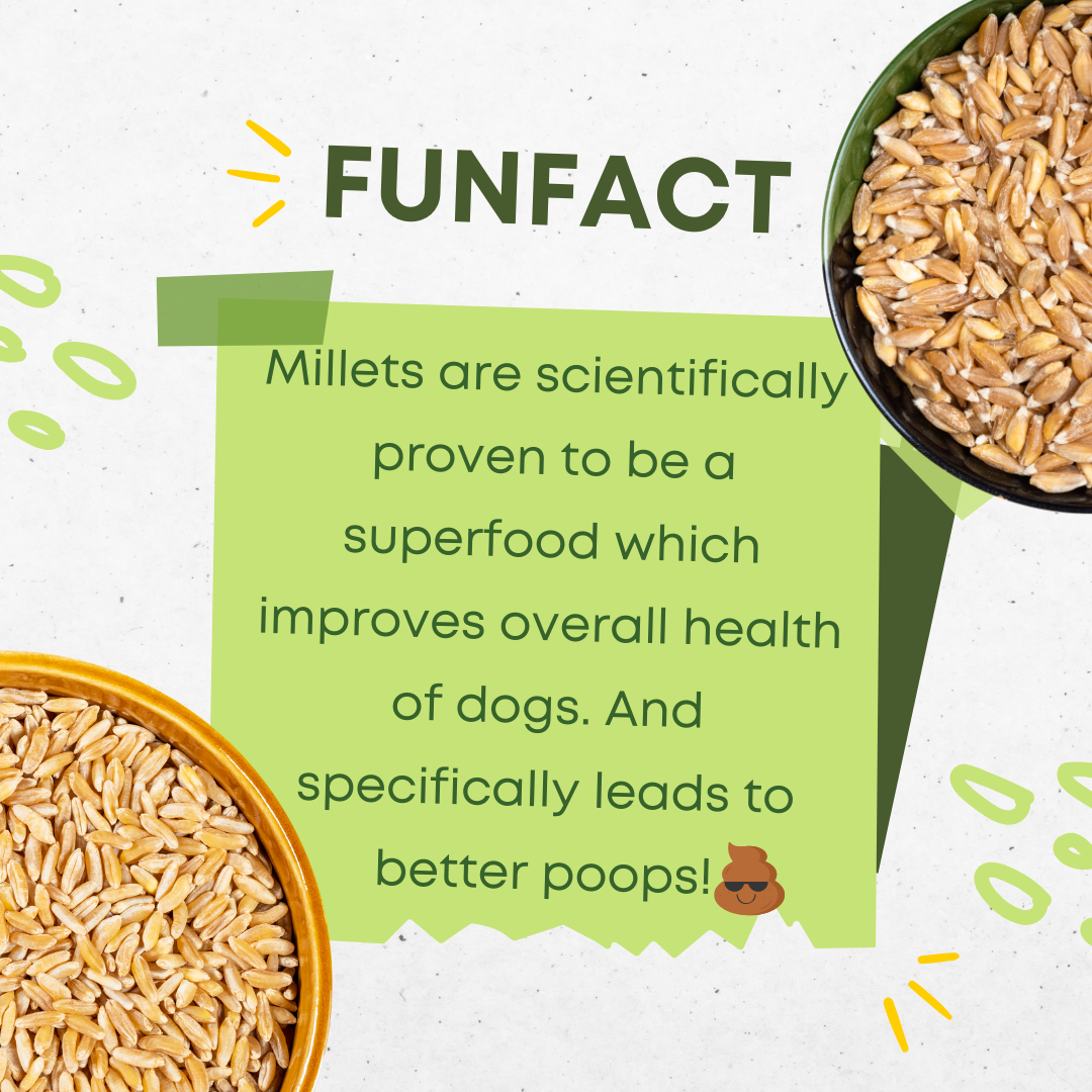 Bowl of millets with text about their health benefits for dogs on a light background. A fun fact graphic stating that millets are a scientifically proven superfood for dogs, improving their overall health and specifically leading to better digestion. This promotes natural, healthy millet dog treats as the best choice for gluten-free, non-allergen snacks with no preservatives.