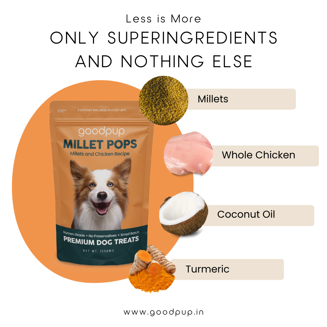 Dog treat package with ingredients listed on a white background. A bag of GoodPup Millet Pops premium dog treats in a Millets and Chicken recipe. The packaging highlights its "less is more" philosophy using only superingredients: millets, whole chicken, coconut oil, and turmeric. These natural, grain-free biscuits from India are made with human-grade ingredients, contain no preservatives, and are a healthy, gluten-free, non-allergen snack for dogs.