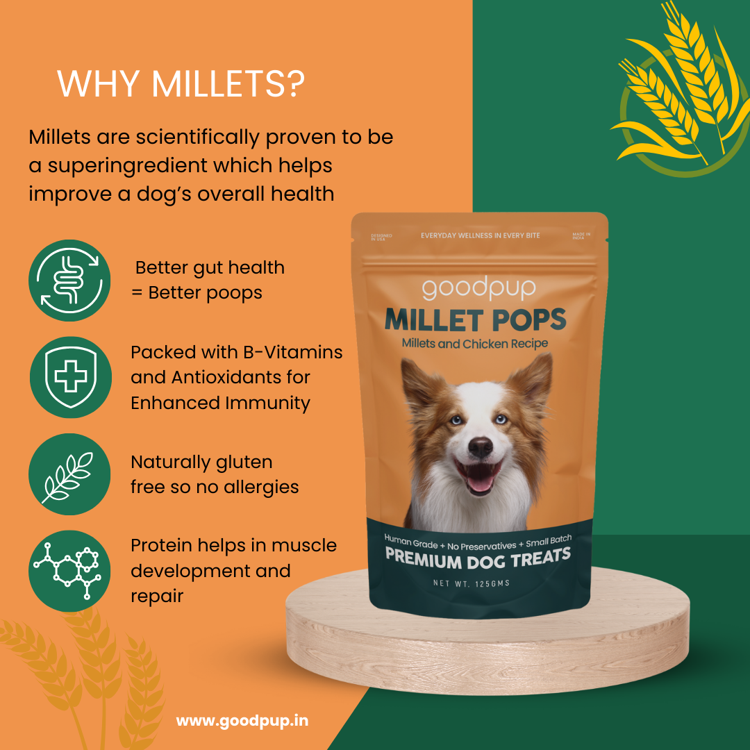 An infographic titled "Why Millets?" listing the health benefits of millet for dogs. It states millets are a scientifically proven superingredient that improves gut health for better digestion, provides B-vitamins and antioxidants for immunity, is naturally gluten-free and non-allergenic, and aids muscle development. This promotes millet-based, healthy dog treats and food from India that are natural, grain-free, and made with human-grade ingredients and no preservatives.