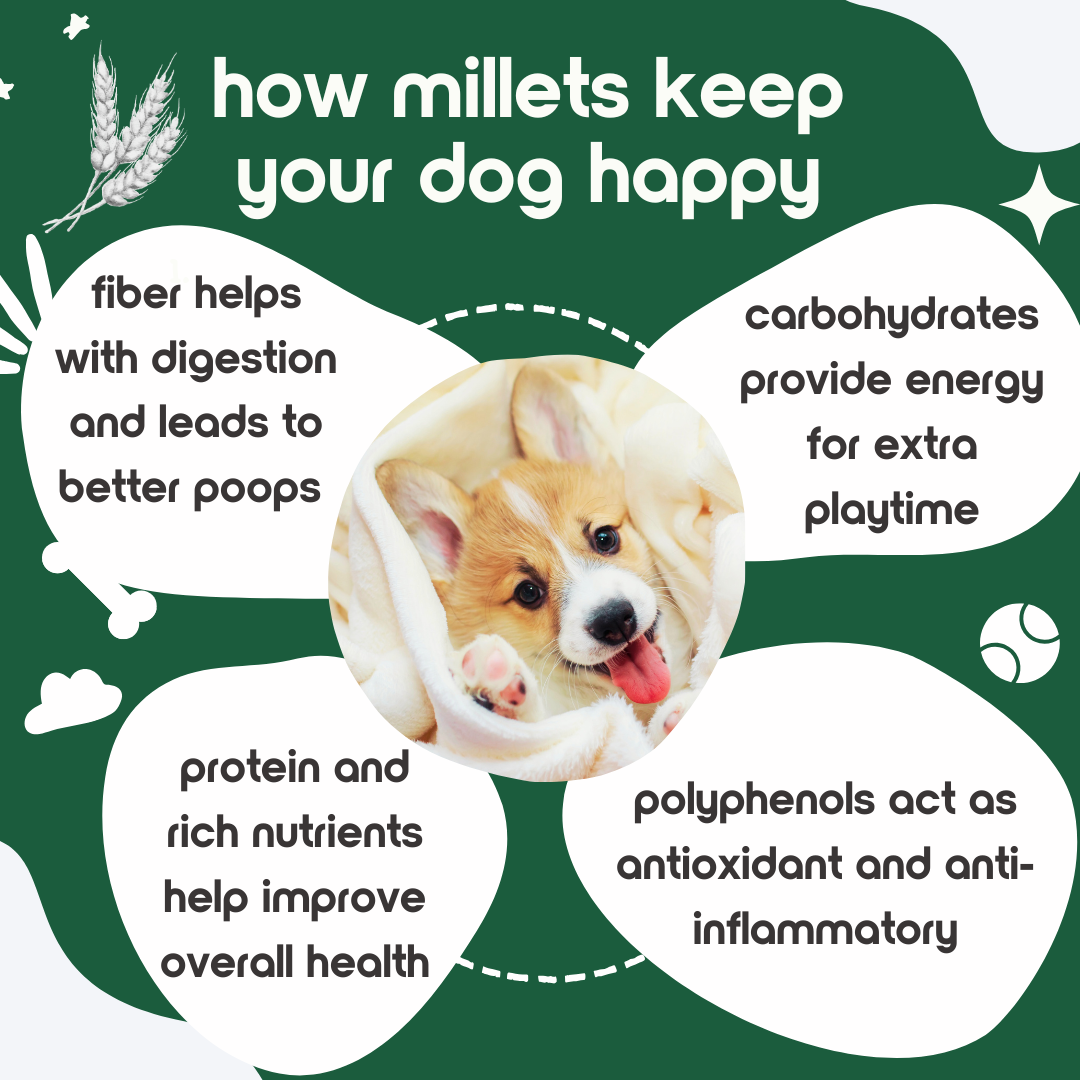 Healthy Millet Dog Treats Food Toppers – Protein-Rich, Gluten